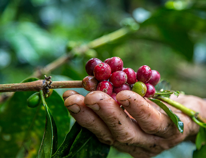 fresh coffees